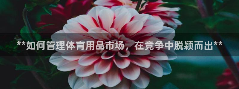 必一体育bsport